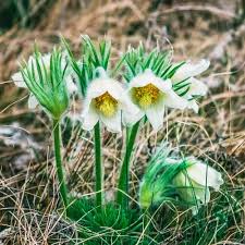 Mixed Anemone Pulsatilla Seeds For Planting Flower