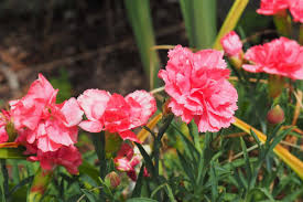 Pink Carnation Flower Seeds For Planting - Beautiful Blooms