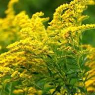 Goldenrod Flower seeds for Planting Wildflower Mix, Heirloom & GMO Free Seeds for Home Garden vegetable and garden seeds