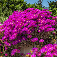 Premium Mittagsblume Flower seeds for Planting Fragrant Blossoms, Heirloom & GMO Free Seeds for Home Garden seeds