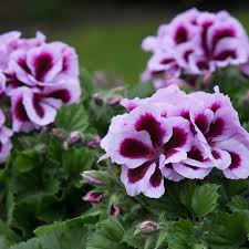 Violet Red Geranium Flower Seeds for Planting, Heirloom Non-GMO, High Germination Organic Garden Seeds