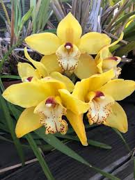 Oncidium Flower seeds for Planting Vibrant Colors Heirloom & GMO Free Seeds for Home Garden
