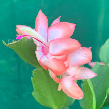 Peach Schlumbergera Flower seeds for Planting - Sun Loving, Heirloom & GMO Free Seeds for Home Garden