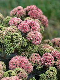 Pink Sedum Flower seeds for Planting Drought Tolerant, Heirloom & GMO Free Seeds for Home Garden vegetable and garden seeds
