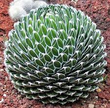 Premium Green Victoria Agave Flower seeds for Planting Pollinator Friendly, Heirloom & GMO Free Seeds for Home Garden seeds