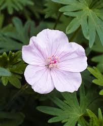 Light Pink Univalve Geranium Flower seeds for Planting Vibrant Colors, Heirloom & GMO Free Seeds for Home Garden vegetable and garden seeds