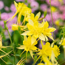 High quality Akelei Pflanze Flower seeds for Planting Sun Loving, Heirloom & GMO Free Seeds for Home Garden seeds pack