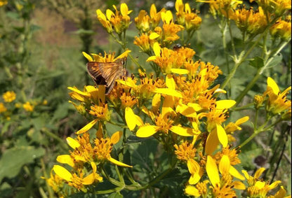 Verbesina Occidentalis Flower seeds for Planting Pollinator Friendly Heirloom & GMO Free Seeds for Home Garden