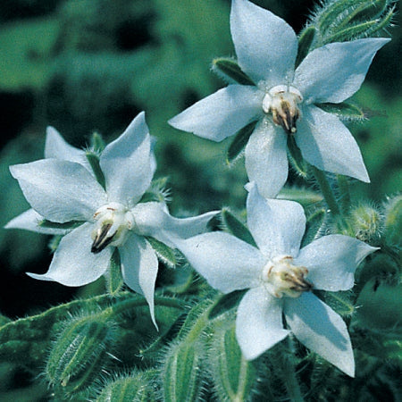 High quality White Borage Flower seeds for Planting Garden Favorite, Heirloom & GMO Free Seeds for Home Garden seeds pack