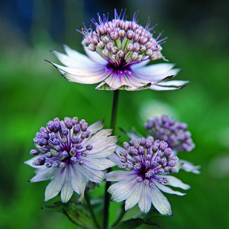 Blue Astrantia Flower seeds for Planting Pollinator Friendly, Heirloom & GMO Free Seeds for Home Garden seeds for planting