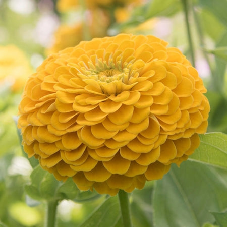 High quality Yellow Red Zinnia Flower seeds for Planting Cut Flower Favorite, Heirloom & GMO Free Seeds for Home Garden seeds pack