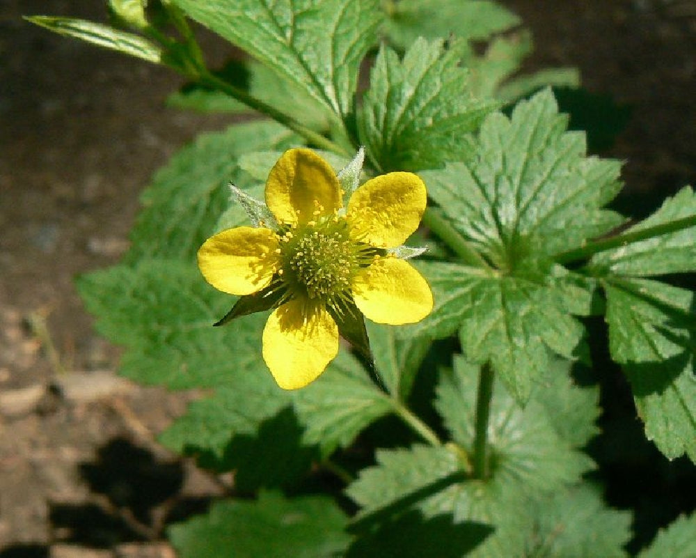 Yellow Moist Wetland Flower seeds for Planting Premium Quality, Heirloom & GMO Free Seeds for Home Garden vegetable and garden seeds
