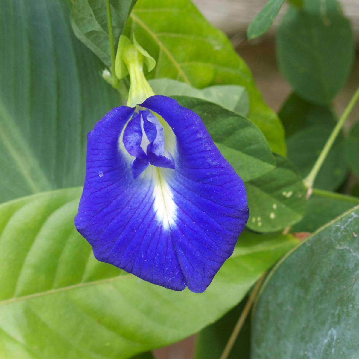 Pea Flower seeds for Planting Cut Flower Favorite Heirloom & GMO Free Seeds for Home Garden