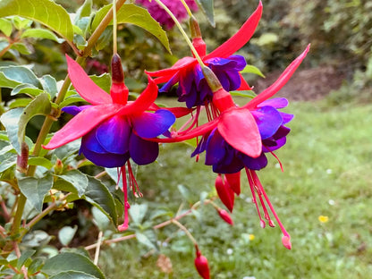 Fuchsia Flower seeds for Planting Cottage Garden Essential Heirloom & GMO Free Seeds for Home Garden