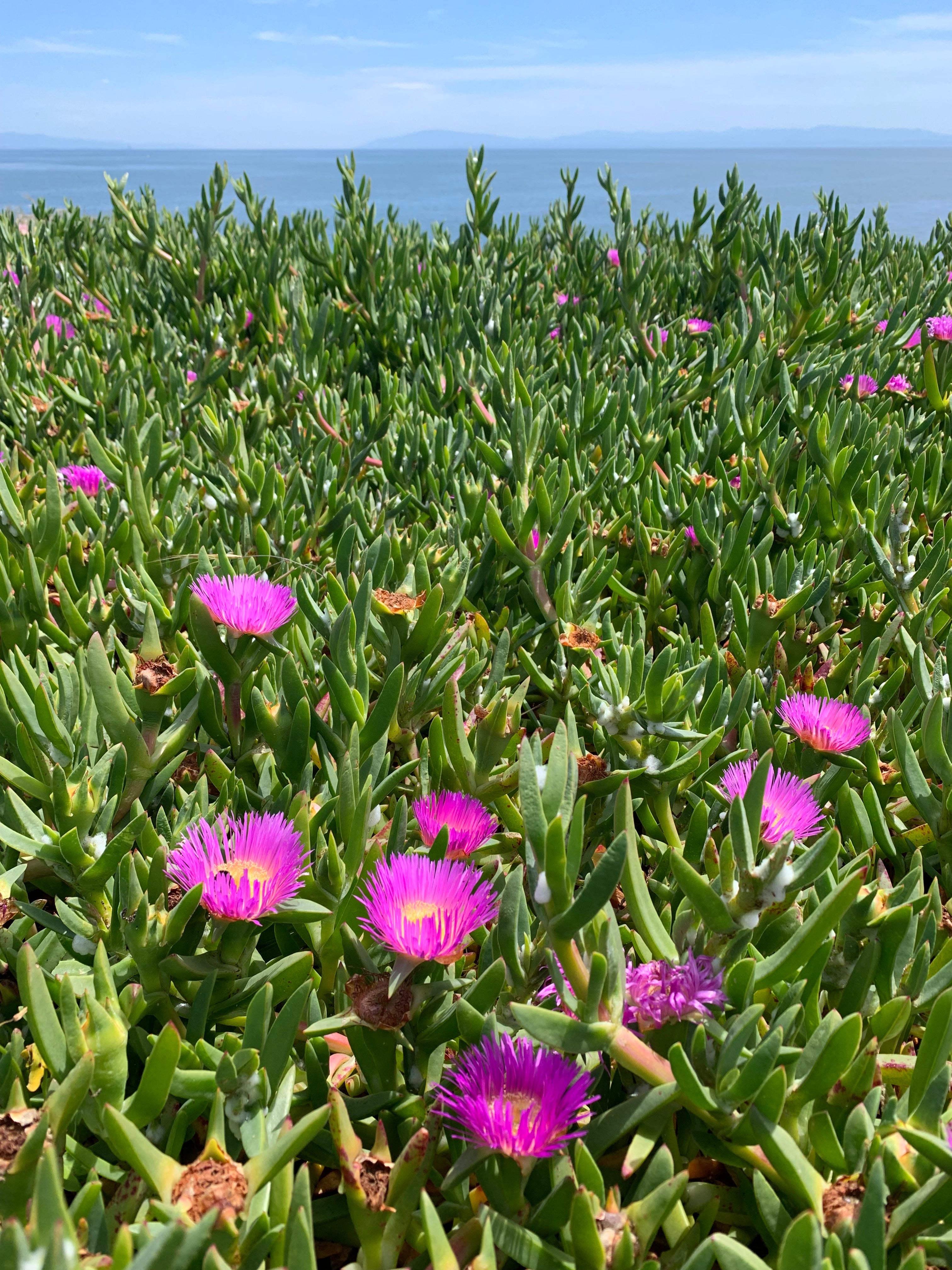 High quality Pink Delosperma Flower seeds for Planting Vibrant Colors, Heirloom & GMO Free Seeds for Home Garden seeds pack