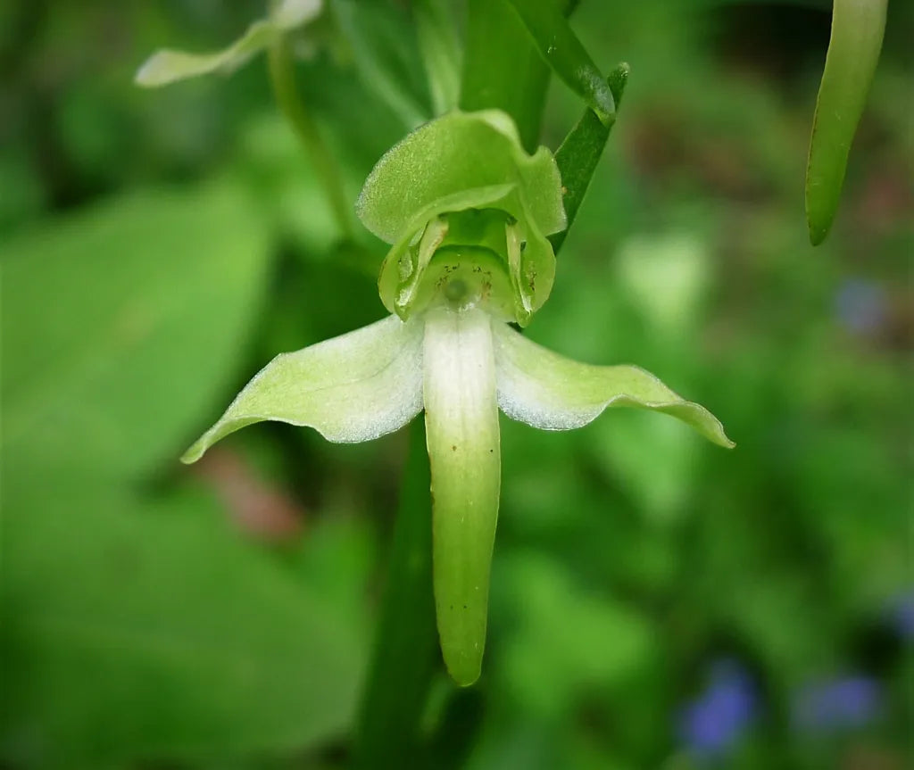 Premium Green Butterfly Orchid Flower seeds for Planting Sun Loving, Heirloom & GMO Free Seeds for Home Garden seeds