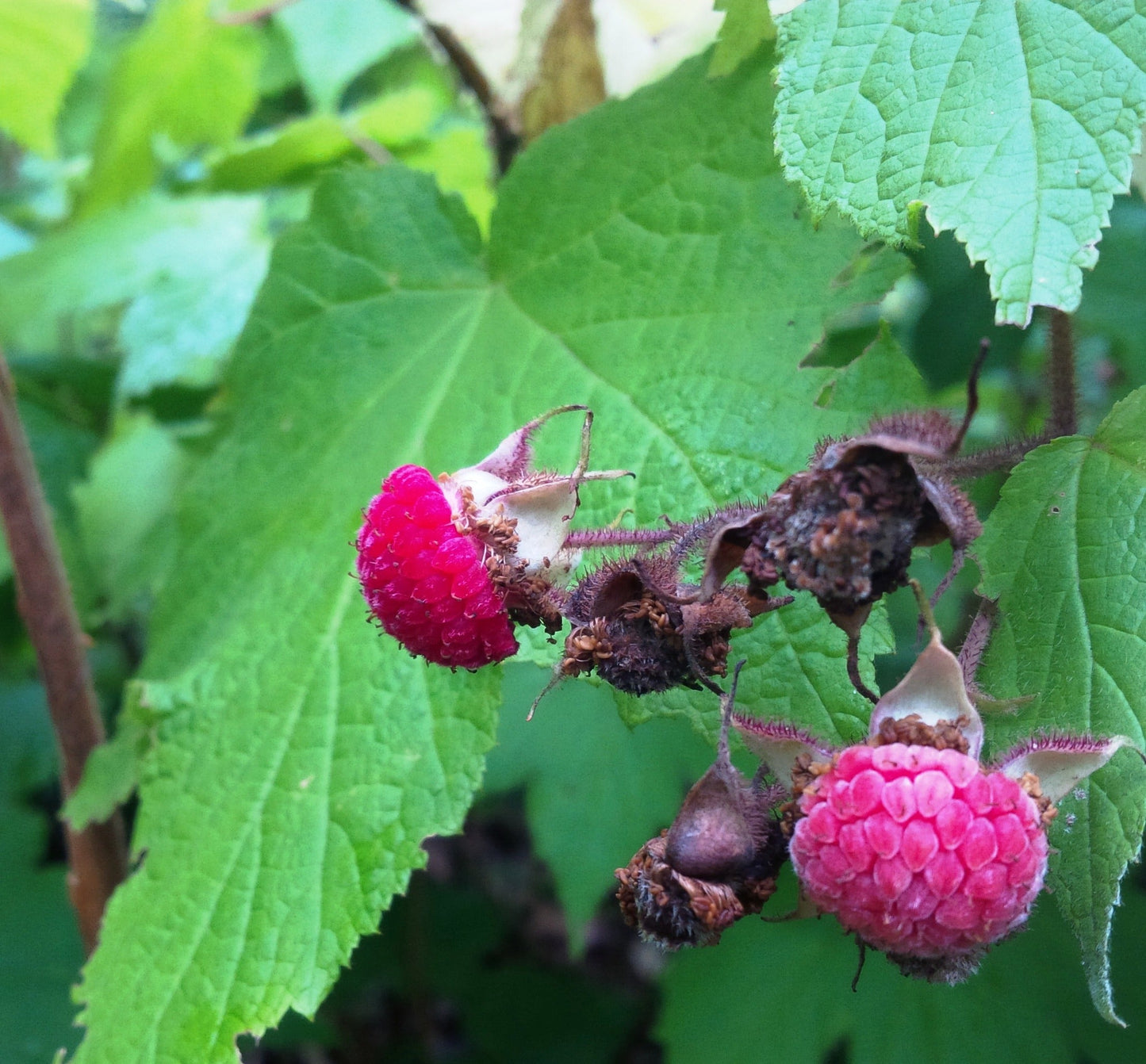 Purple Flowering Raspberry (Rubus odoratus) – Thornless Edible Fruit Berry Seeds