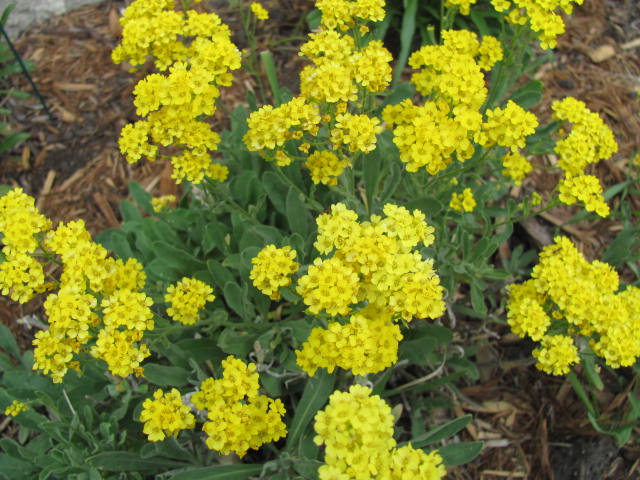 Yellow Aurinia Saxatilis Flower seeds for Planting Drought Tolerant, Heirloom & GMO Free Seeds for Home Garden vegetable and garden seeds