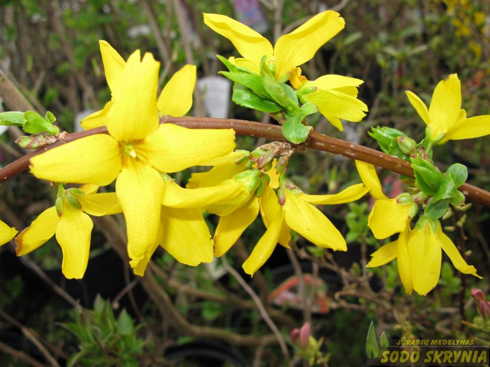 Yellow Forsythia Flower seeds for Planting Seasonal Bloomer, Heirloom & GMO Free Seeds for Home Garden vegetable and garden seeds