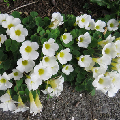 White Oxalis Laciniata Flower Seeds Planting White