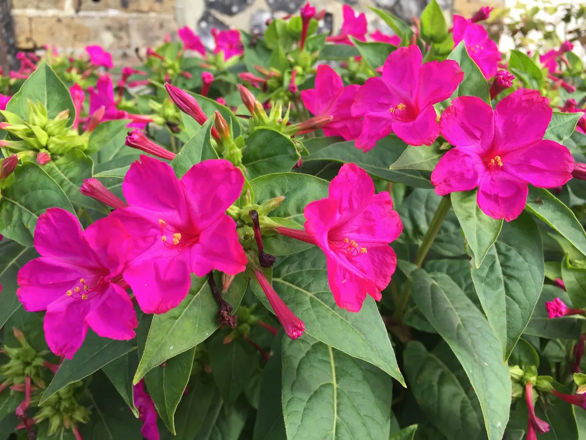 Jalapa Flower seeds for Planting Vibrant Colors, Heirloom & GMO Free Seeds for Home Garden vegetable and garden seeds