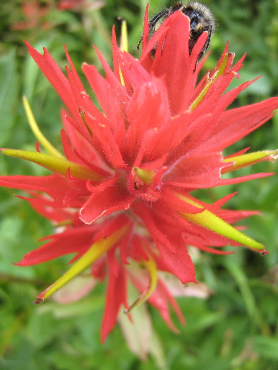 Red Castilleja Flower seeds for Planting Shade Tolerant, Heirloom & GMO Free Seeds for Home Garden vegetable and garden seeds