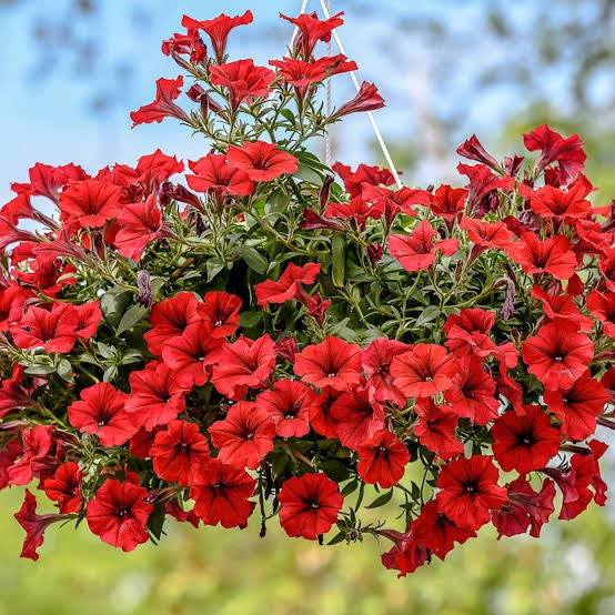 Scarlet Red Petunia Flower seeds for Planting - Vibrant Colors, Heirloom & GMO Free Seeds for Home Garden