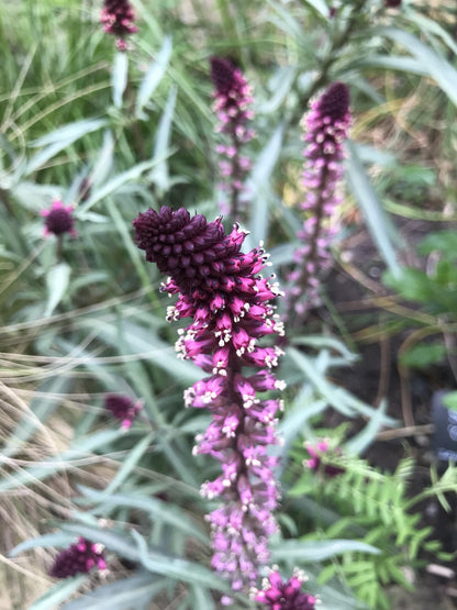Lysimachia Flower seeds for Planting Perfect for Borders Heirloom & GMO Free Seeds for Home Garden