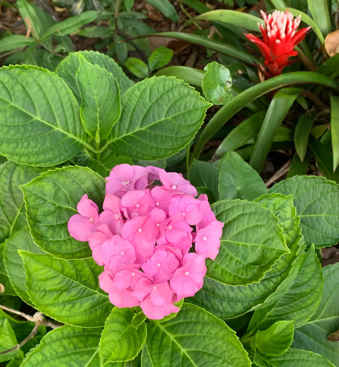 Premium Pink Hydrangea Flower seeds for Planting Fragrant Blossoms, Heirloom & GMO Free Seeds for Home Garden seeds