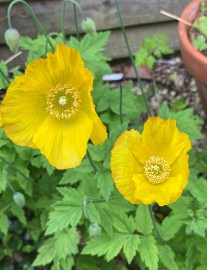 Meconopsis Cambrica Flower seeds for Planting Long Bloom Season Heirloom & GMO Free Seeds for Home Garden