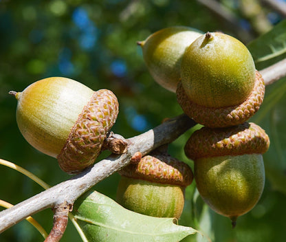 Acorn Seeds for Planting: Grow Strong Oak Trees - Evergrowseeds