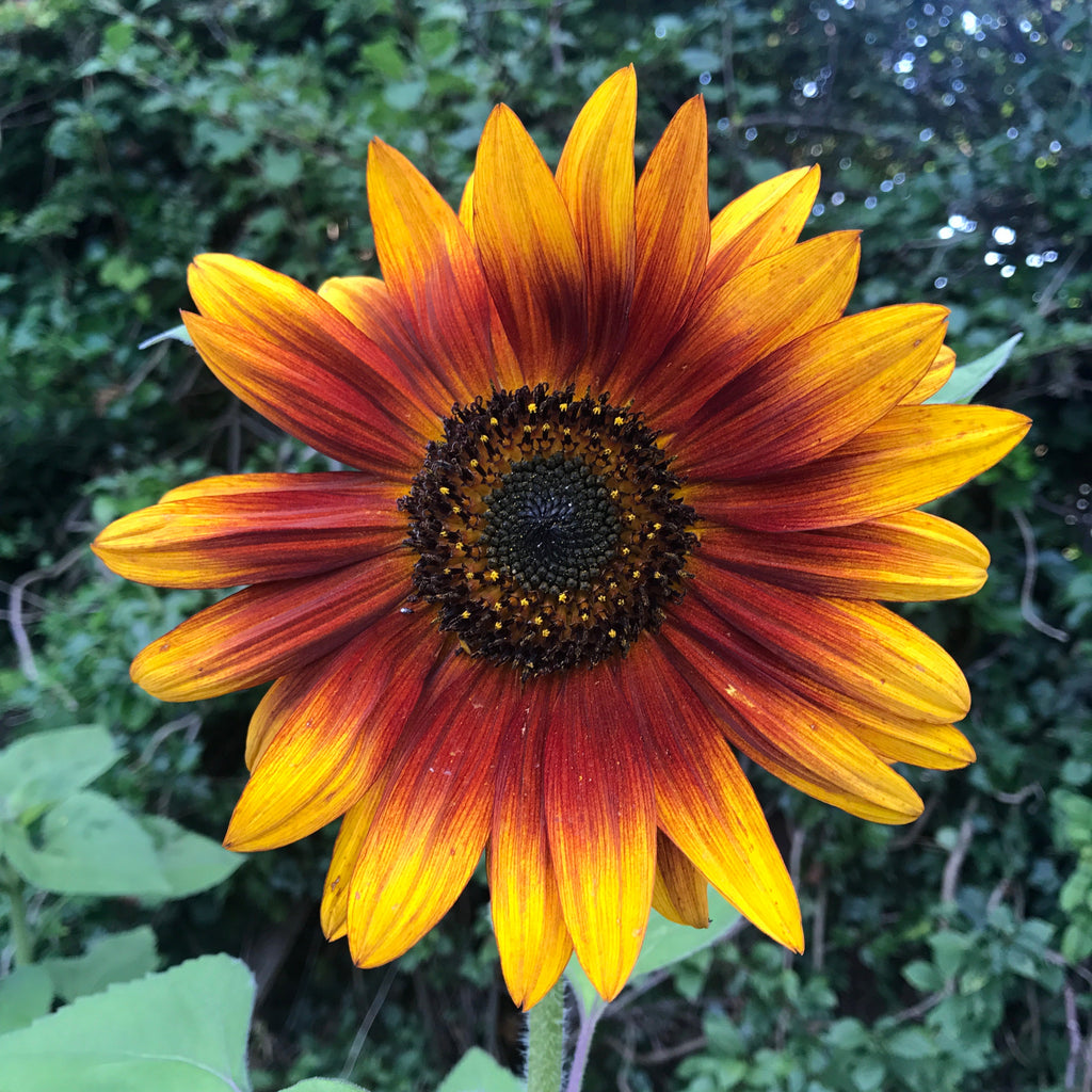 Orange Helianthus Flower seeds for Planting Pollinator Friendly, Heirloom & GMO Free Seeds for Home Garden seeds for planting