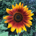 Orange Helianthus Flower seeds for Planting Pollinator Friendly, Heirloom & GMO Free Seeds for Home Garden seeds for planting