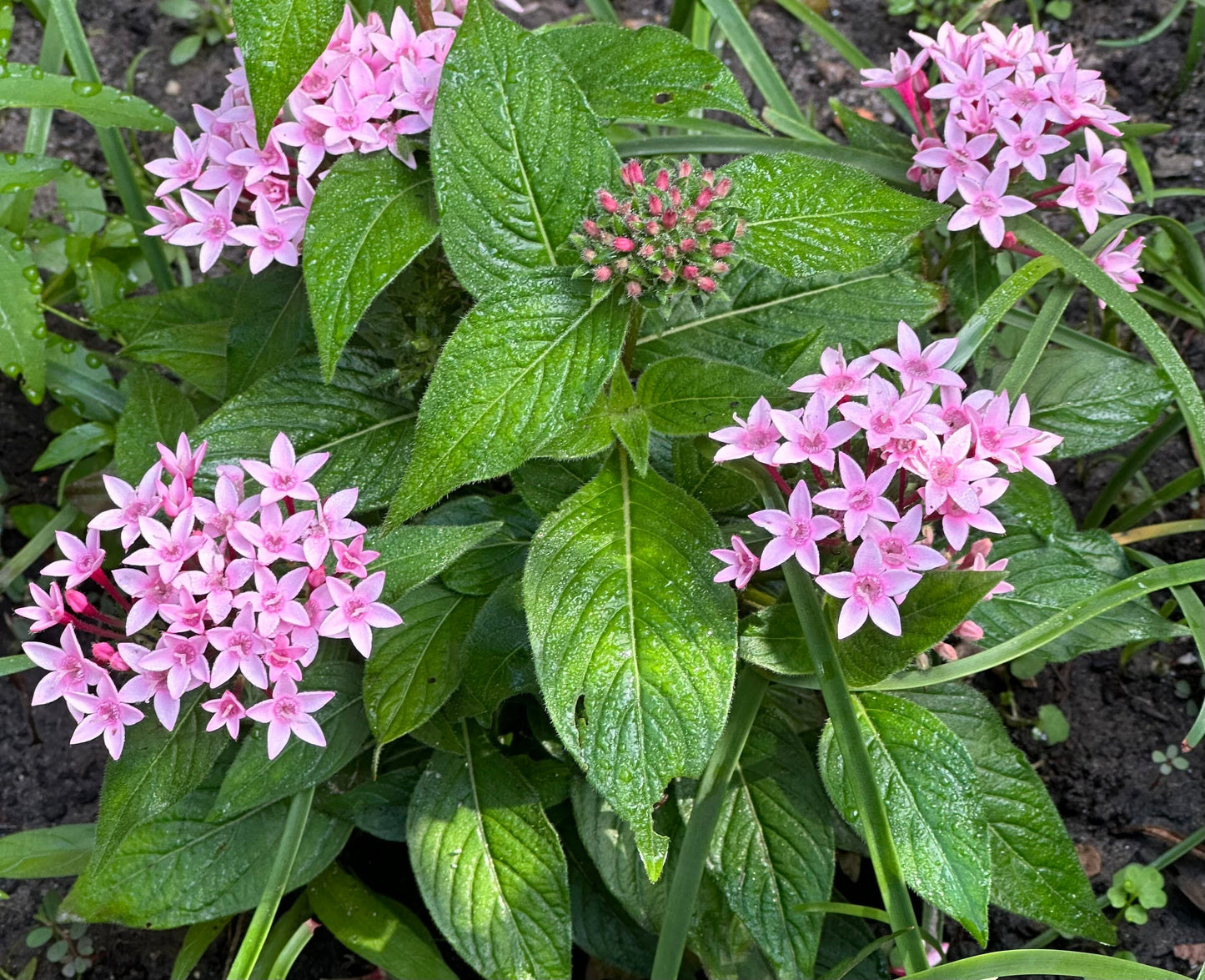 Pentas Lanceolata Flower seeds for Planting - Cut Flower Favorite, Heirloom & GMO Free Seeds for Home Garden