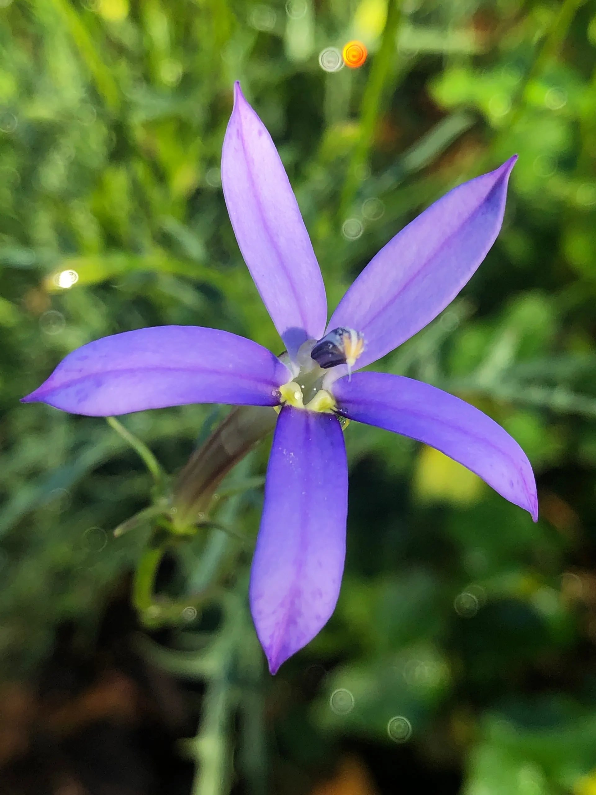 High quality Violet Isotoma Axillaris Flower seeds for Planting Drought Tolerant, Heirloom & GMO Free Seeds for Home Garden seeds pack
