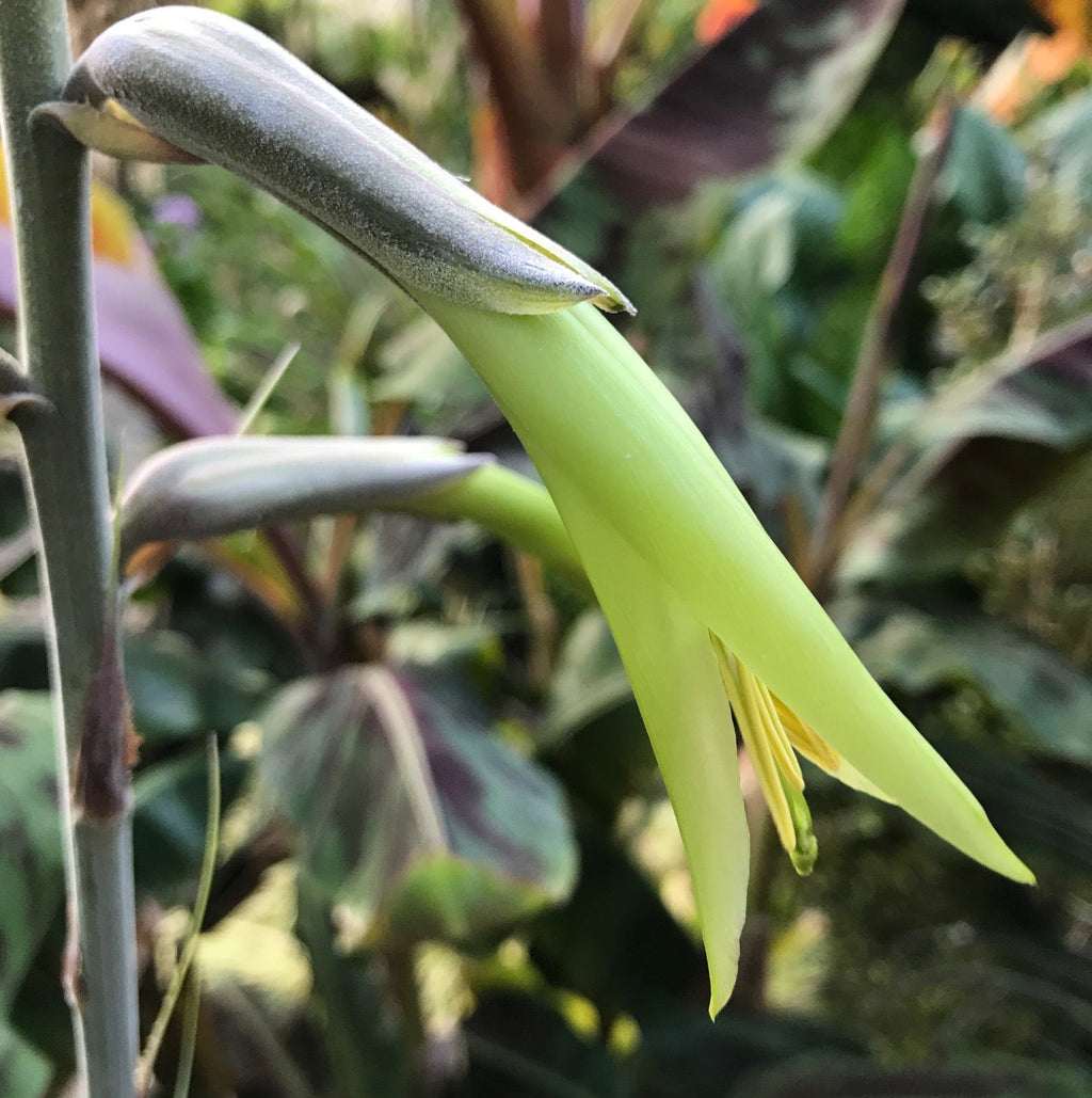 Premium Yellow Puya Mirabilis Flower seeds for Planting Fragrant Blossoms, Heirloom & GMO Free Seeds for Home Garden seeds