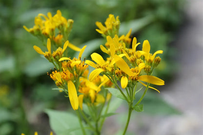 Verbesina Occidentalis Flower seeds for Planting Pollinator Friendly Heirloom & GMO Free Seeds for Home Garden