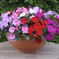 Pink Lizzie Flower seeds for Planting Hardy Variety, Heirloom & GMO Free Seeds for Home Garden seeds for planting