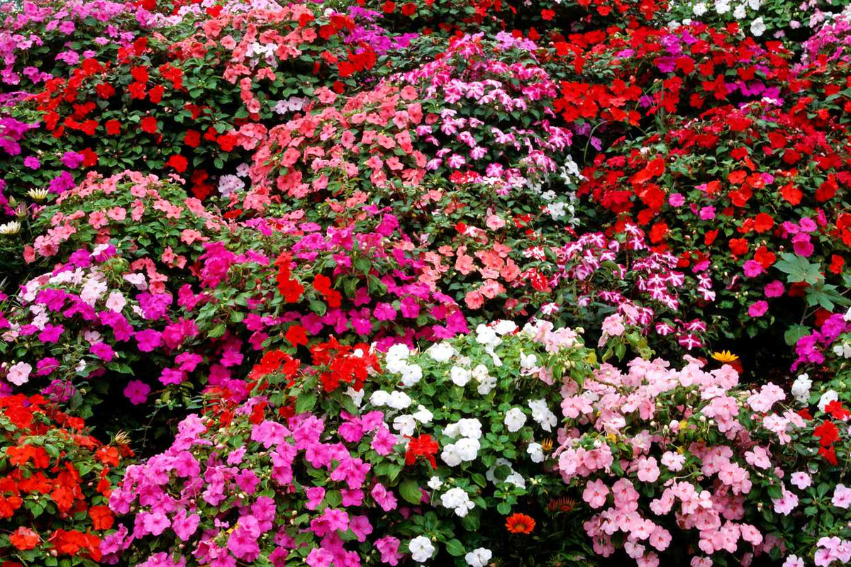 Heirloom Impatiens Flower seeds for Planting Sun Loving Heirloom & GMO Free Seeds for Home Garden
