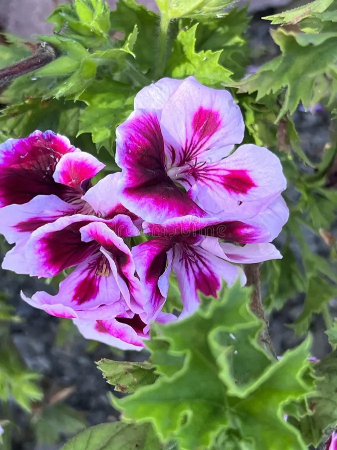 Geranium Purple White Flower seeds for Planting Vibrant Colors, Heirloom & GMO Free Seeds for Home Garden vegetable and garden seeds