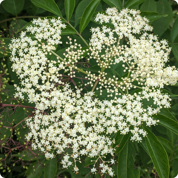 Improved cultivar mix elderberry seeds Sambucus nigra hardy berry shrub