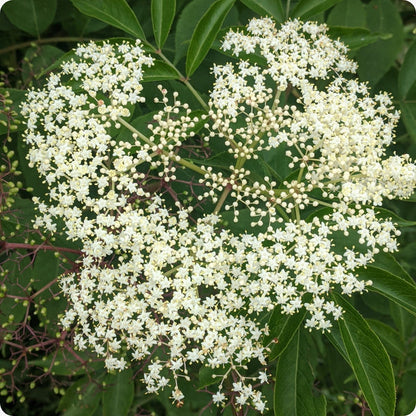Improved cultivar mix elderberry seeds Sambucus nigra hardy berry shrub