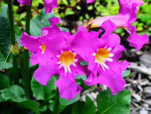 Premium Incarvilla Flower seeds for Planting Vibrant Colors, Heirloom & GMO Free Seeds for Home Garden seeds