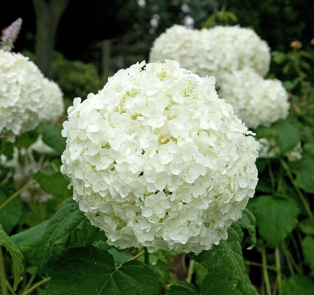 High quality Hydrangea Flower seeds for Planting Premium Quality, Heirloom & GMO Free Seeds for Home Garden seeds pack