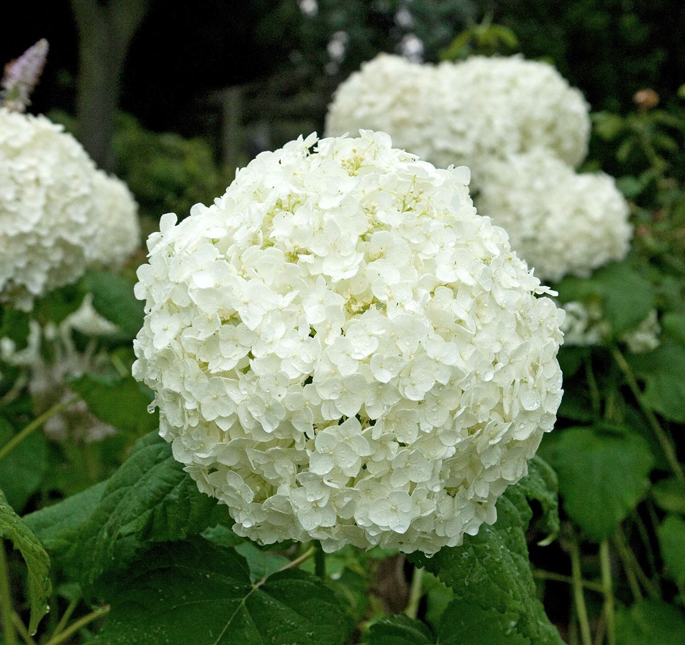High quality Hydrangea Flower seeds for Planting Premium Quality, Heirloom & GMO Free Seeds for Home Garden seeds pack