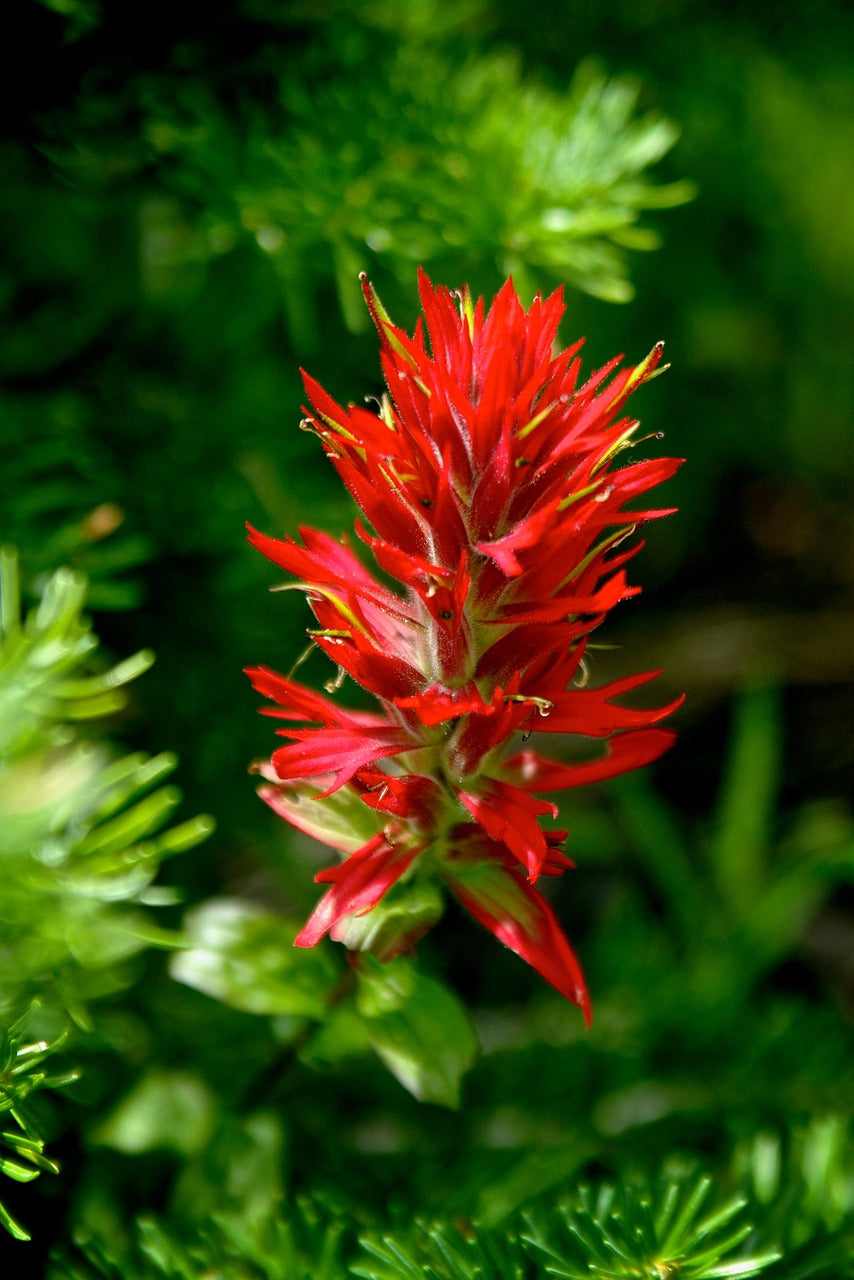 Orange Castilleja Flower seeds for Planting Fragrant Blossoms, Heirloom & GMO Free Seeds for Home Garden vegetable and garden seeds
