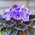 African Violet Delosperma Flower seeds for Planting Hardy Variety, Heirloom & GMO Free Seeds for Home Garden seeds for planting