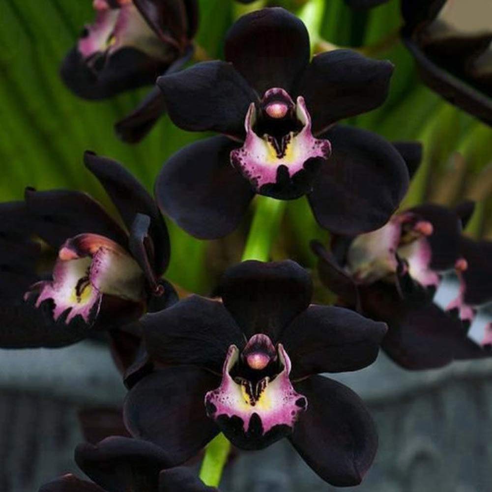 Black Orchid growing in indoor pots