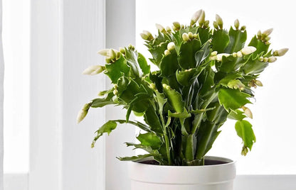 Indoor Schlumbergera cactus blooming with vibrant flowers
