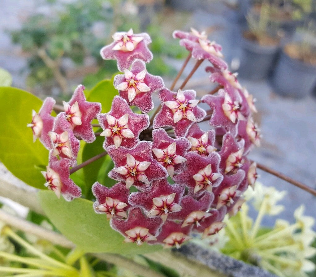 Indoor Burgundy Hoya Plant Growing in Pot